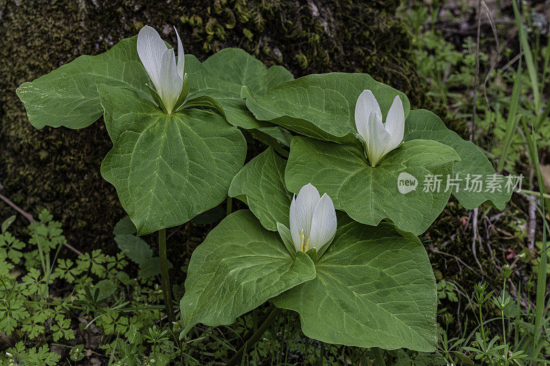 albidum，又名giant white wakerobin, white toadshade, sweet Trillium，是黑花科的一种开花植物。甜面包岭州立公园;加州索诺玛县的马亚卡玛斯山脉。